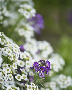 some white and purple flowers are in the grass