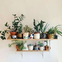 several potted plants are arranged on two wooden shelves