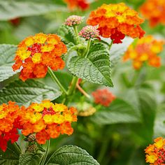 many orange and yellow flowers with green leaves