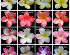 many different types of flowers are shown in this image, including pink and white plumes