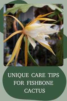 an image of a flower with the words unique care tips for fishbone cactuses