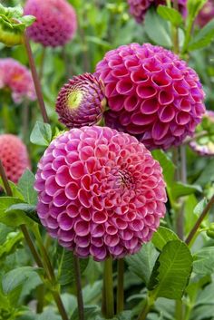 purple flowers with green leaves in the background and one large pink flower on the other side