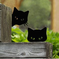 two black cats sitting on top of a wooden fence next to green plants and bushes