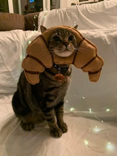 a cat sitting on top of a bed with a stuffed animal in it's mouth