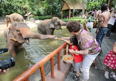 an elephant reaches out to touch a woman's hand while others look on in the background