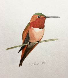 a watercolor painting of a hummingbird sitting on a branch