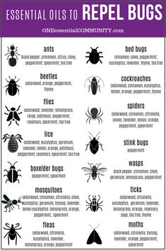 Essential Oils For Stink Bugs, Essential Oil Bug Spray For Home, Diy Peppermint Oil Bug Spray, Essential Oil Mouse Repellent, Bird Repellent Ideas, Natural Spider Repellent For Home, Essential Oil Bug Spray Recipe, Essential Oil Bug Spray, Diy Bug Spray