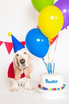 a dog sitting next to a birthday cake and balloons