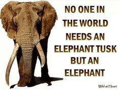 an elephant is standing in front of a sign that says, no one in the world needs an elephant tusk but an elephant