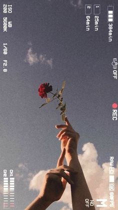 two hands reaching for a red rose in the sky