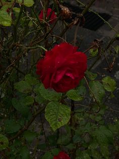 a red rose is blooming in the rain on a branch with some green leaves