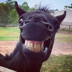 a black horse with its mouth open and it's tongue hanging over the fence