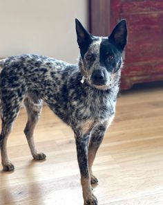 a black and white dog standing on top of a hard wood floor