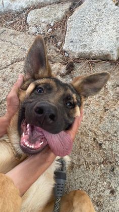 a dog is being petted by someone with his tongue hanging out to the side