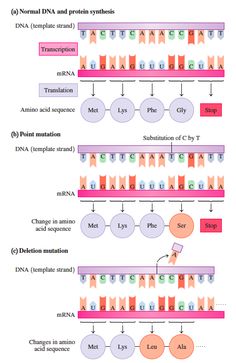 the diagram shows different types of transcriptions, and their corresponding structures in which they are represented