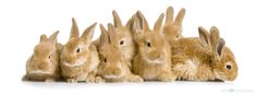 a group of rabbits sitting next to each other