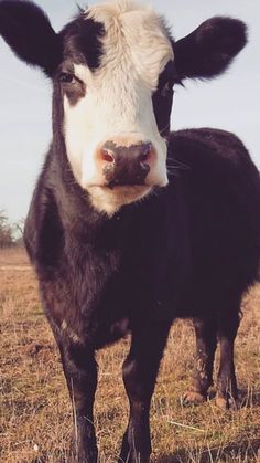 a black and white cow standing on top of a dry grass field