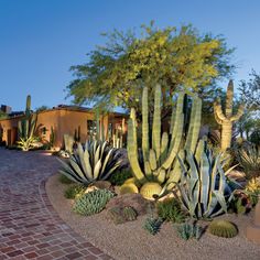 a cactus garden in front of a house