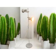 there is a green cactus in the pot next to a white wall with a light on it