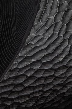 an animal's skin is shown in this black and white photo, with the pattern on