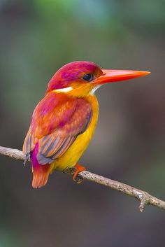 a colorful bird sitting on top of a tree branch