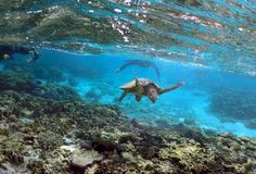 A Grande Barreira de Corais, na #Austrália, é um dos destinos turísticos ameaçados pelo aquecimento global, segundo relatórios da Unesco e do WWF. Foto: David Gray-9.jun.2015/Reuters. Great Barrier Reef, Ecology, Nature, Bangkok, Nature Conservation, Coral Reef, Art Stuff, Sea Turtle, Snorkeling