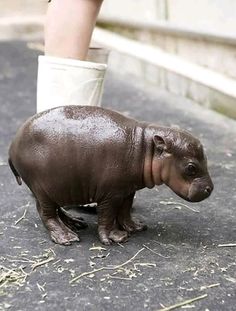 a baby hippopotamus is being held by someone's leg and foot