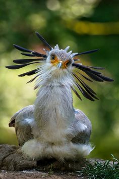 a bird with feathers on its head sitting on the ground