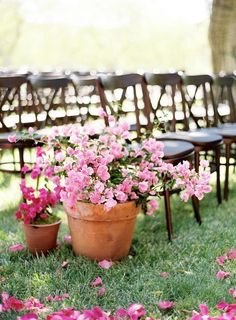 pink flowers are in large pots on the grass near rows of wooden chairs and tables