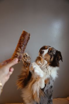 a dog holding a large piece of meat in it's paws while someone reaches out their hand