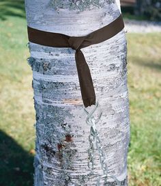 a black ribbon tied to the trunk of a white birch tree with green grass in the background