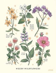 an illustration of wildflowers and other flowers