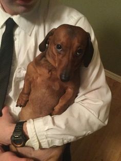 a man holding a small dog in his lap while wearing a neck tie and dress shirt