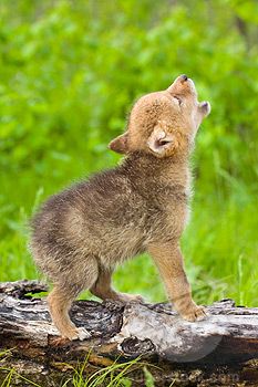 a baby wolf standing on top of a log