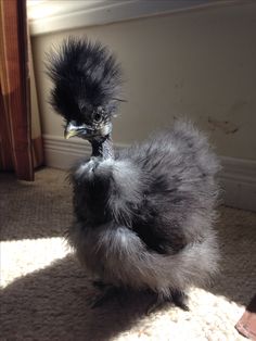 a small bird standing on top of a carpet next to a window