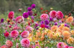 a field full of colorful flowers with trees in the background