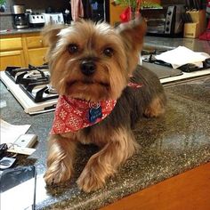 a small dog sitting on top of a kitchen counter