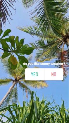 palm trees with the words do you like sunny weather? yes no