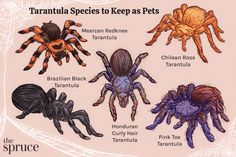 the different types of spider's are shown in this drawing, and they appear to be