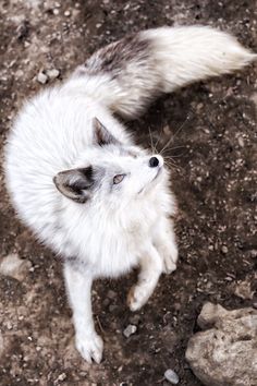 a white and gray cat sitting on top of dirt