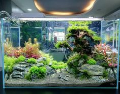 an aquarium with plants and rocks in it