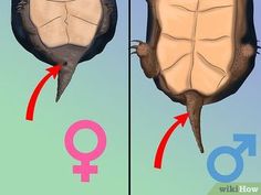 an image of two different types of women's body and the same type of man's head