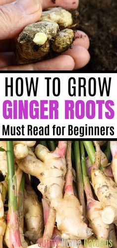 how to grow ginger roots for beginners with text overlay that reads, how to grow ginger roots must read for beginners