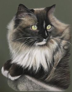 a close up of a cat with long hair and green eyes looking at the camera