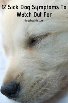 a white dog sleeping with its eyes closed and the words 12 sick dog symptoms to watch out for