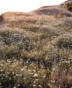 wildflowers and grasses grow in an open field on the side of a hill