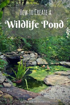 how to create a wildlife pond