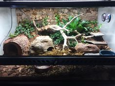 an aquarium filled with plants and rocks