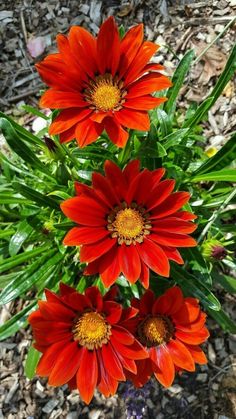 red flowers with yellow centers in the middle of some leaves and dirt on the ground