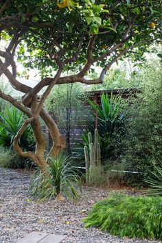 an orange tree in the middle of a graveled area with succulents and cacti